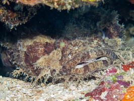 13 Toadfish IMG 3753