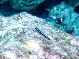 15 Sharknose Goby IMG 3758