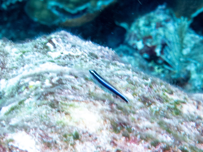15 Sharknose Goby IMG_3758.jpg