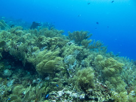 17 Reef IMG 3760