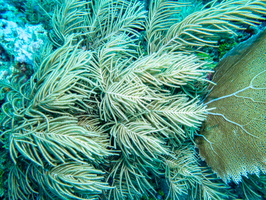 18 Soft Coral IMG 3762