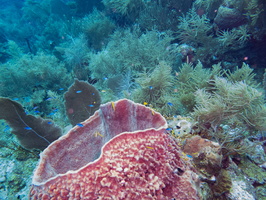 24 Barrel Sponge with Fish IMG 3772