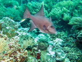 34 Ocean Triggerfish IMG 3794