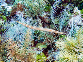 36 Trumpetfish IMG 3796