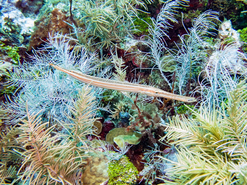 36 Trumpetfish IMG_3796.jpg