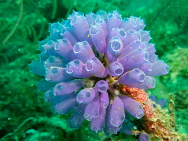 40 Blue Bell Tunicate IMG 3802