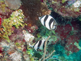 43 Banded Butterflyfish IMG 3810