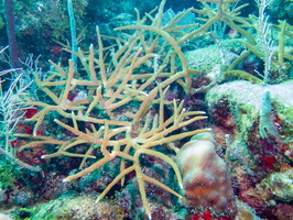 44 Staghorn Coral IMG 3811