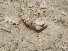 57 Mushroom Scorpionfish IMG 3833