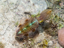 63 Caribbean Reef Squid IMG 3846