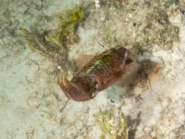 65 Caribbean Reef Squid IMG 3848