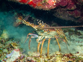 24 SpinyLobster IMG 3881
