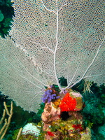 34 Fan Coral and Sponges IMG 3899