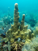 42 Pillar Coral IMG 3919