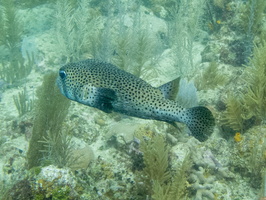 46 Porcupinefish IMG 3935