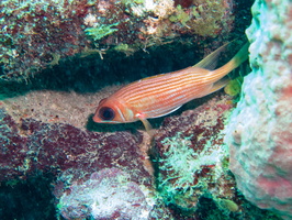 58 Longspine Squirrenfish IMG 3963