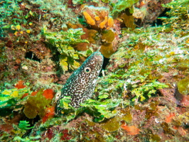 70 Spotted Moray IMG 3981