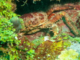 74 Channel Cling Crab IMG 3987