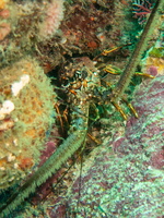77 Spiney Lobster IMG 3993