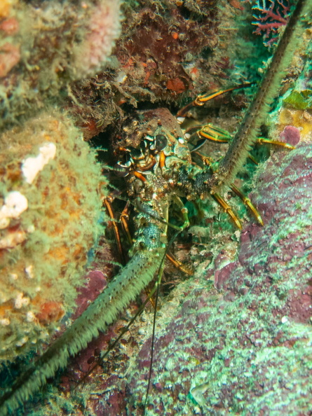 77 Spiney Lobster IMG_3993.jpg