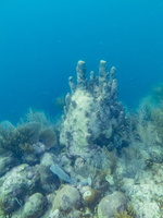 81 Reef IMG 4007