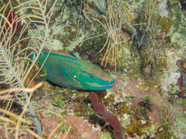 91 Sleeping Stoplight Parrotfish IMG 4022