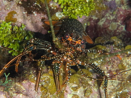 93 Spotted Lobster IMG 4027
