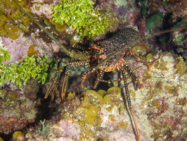 94 Spotted Lobster IMG 4028