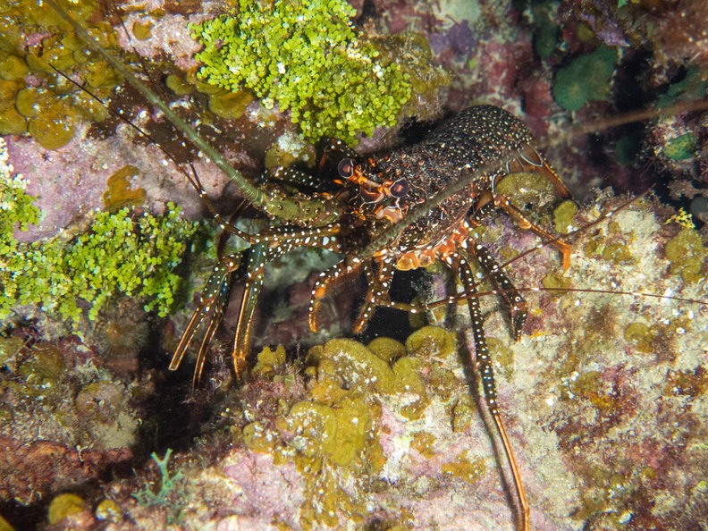 94 Spotted Lobster IMG_4028.jpg