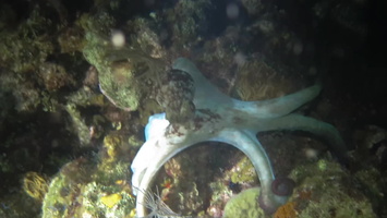 82 Caribbean Reef Octopus  MVI 3732
