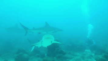 12 Caribbean Reef Sharks MVI 4050