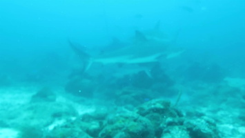 29 Caribbean Reef Sharks MVI 4073