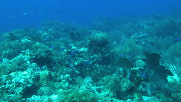 25 Reef MVI 3773