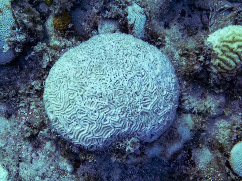 17 Brain Coral IMG_4295.jpg