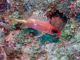 18 Longspine Squirrelfish IMG 4298