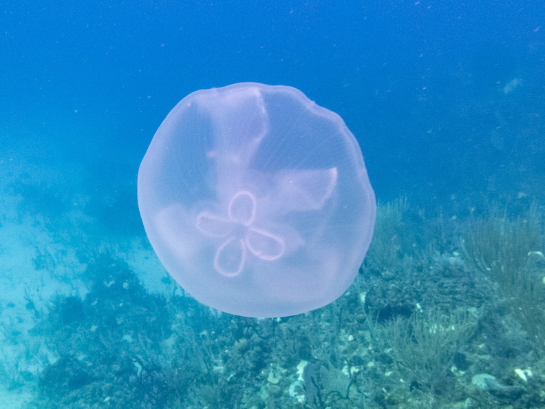 19 Moon Jellyfish IMG_4300.jpg