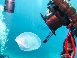 20 Moon Jellyfish IMG 4302