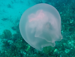 22 Moon Jellyfish  IMG 4304