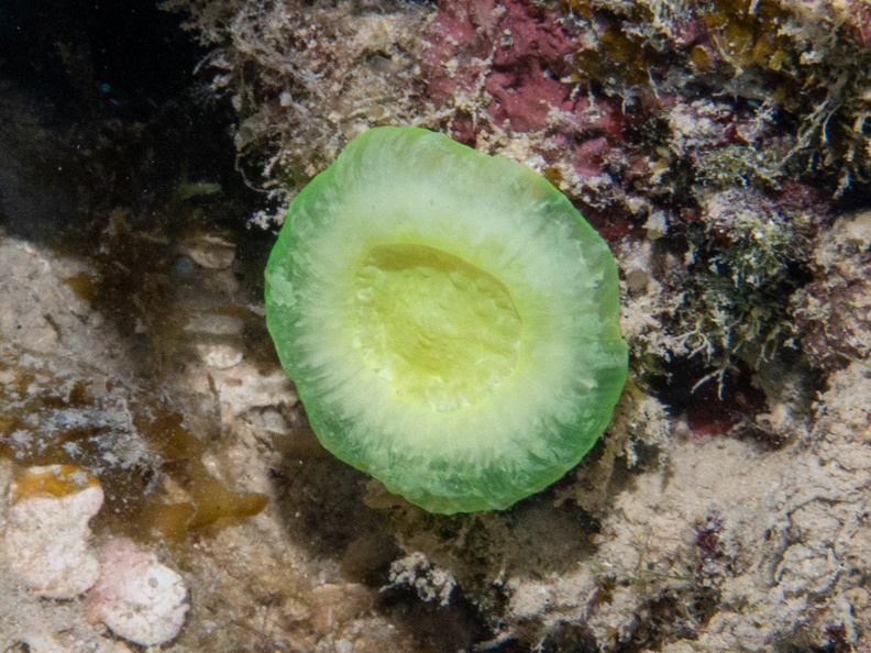 23 Solitary Disk Coral IMG_4306.jpg