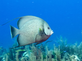 24 Gray Angelfish IMG 4307