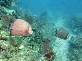 25 Gray Angelfish IMG 4308