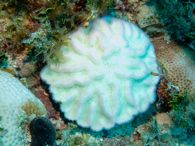 31 Sinuous Cactus Coral ? IMG_4315.jpg