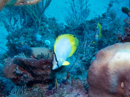 32 Spotfin Butterflyfish IMG 4316