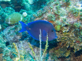 34 Blue Tang IMG 4319