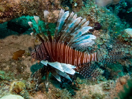 35 Lionfish IMG 4320