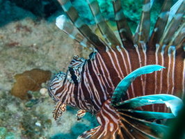 36 Lionfish IMG 4321