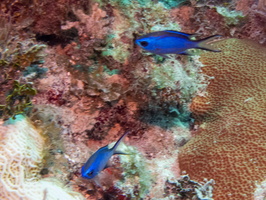 41 Blue Chromis IMG 4327