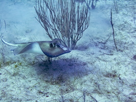 43 Southern Stingray IMG 4330