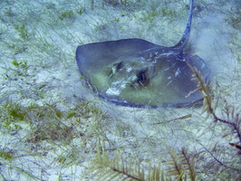 44 Southern Stingray IMG 4333