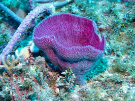 45 Purple Vase Sponge IMG 4335